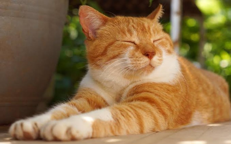 36 Nama Kucing Betina Lucu, Imut, Aesthetic dan Menggemaskan