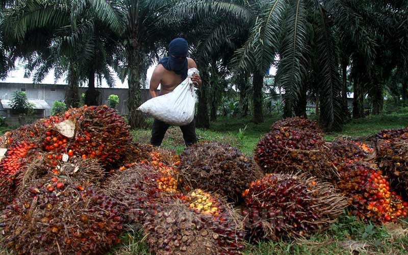 Ekspor CPO RI Anjlok, Gapki Ungkap Biang Keroknya