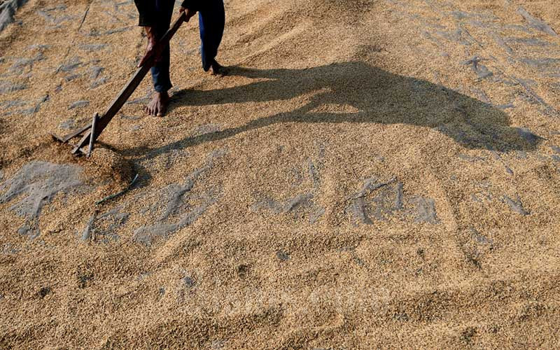 Harga Beras Tinggi, Petani Usul HPP Gabah Ikut Naik