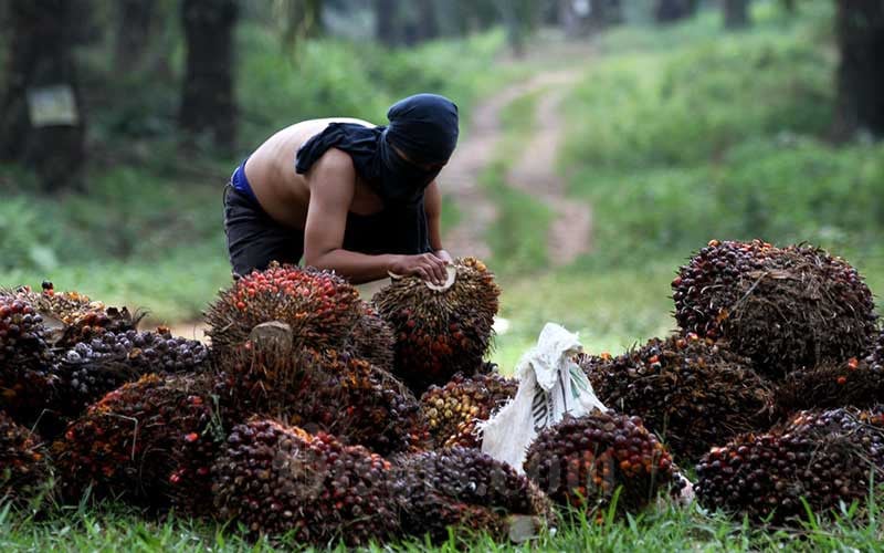 Harga Komoditas Sepekan: Emas dan CPO Menguat, Batu Bara Loyo