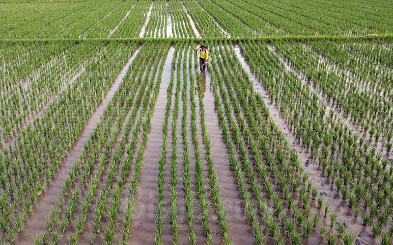 Jokowi Geram Banyak Sawah Produksi Pangan Diubah Jadi Lahan Properti