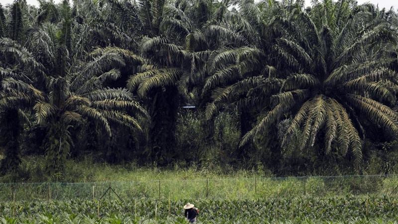 Polemik Lahan Sawit di Kawasan Hutan, Pengusaha Ditagih Denda Rp96 Juta per Hektare