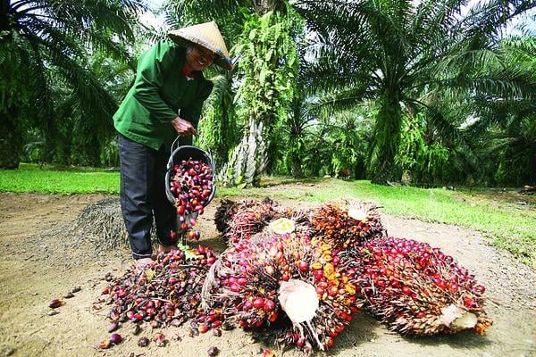 Tingkatkan SDM Sawit, Kemenperin Dorong Pendidikan Vokasi