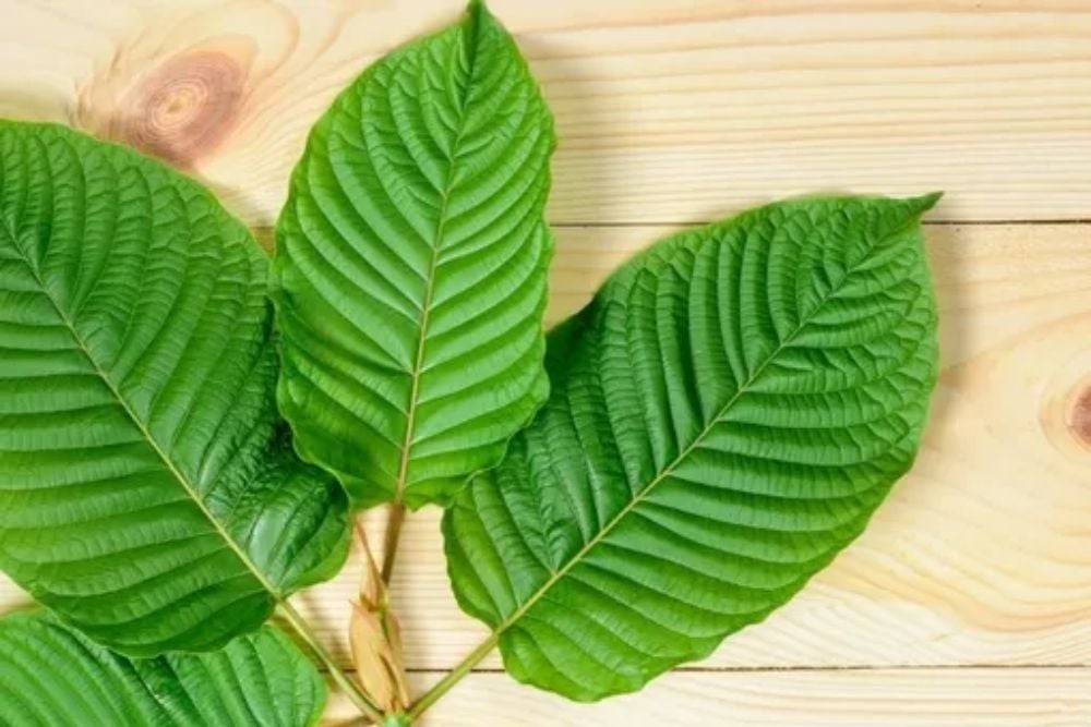 Efek Samping Tanaman Kratom, Berdampak Buruk Bagi Kesehatan Manusia