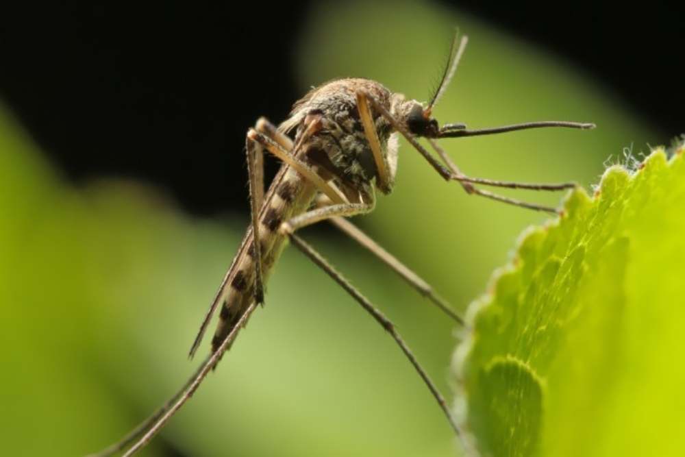 Gejala Chikungunya dan Proses Penularan dan Penyebarannya