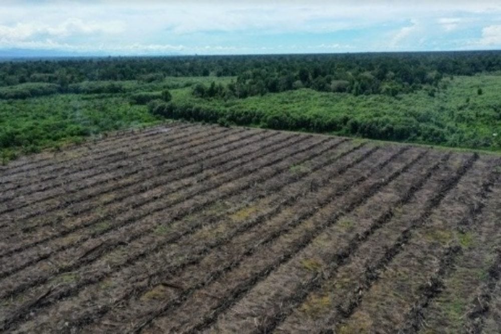 Greenpeace Cs Rilis Panduan Bebas Deforestasi Buat Petani Hadapi EUDR