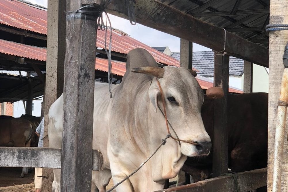 Harga Sapi Kurban Paling Banyak Diminati di Palembang Berkisar Rp18 – 20 Juta