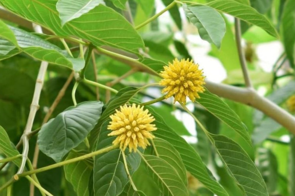 Kenali Kratom Punya Efek Seperti Narkoba, Tanaman Kontroversial yang Punya Banyak Manfaat