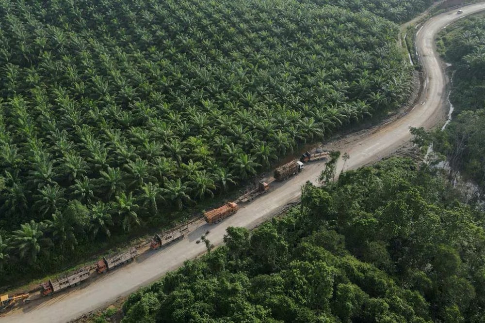 Naik Lagi! Harga TBS Sawit Sumut Hari Ini (7/6) Rp2.926,82 per Kg