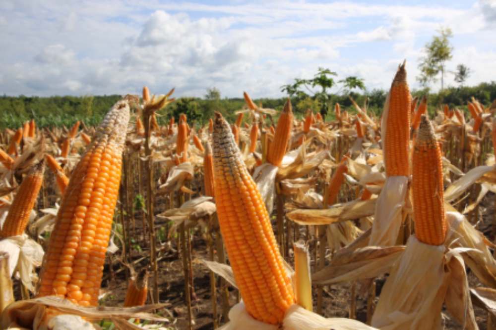 OPINI: Smart Farming, Solusi Dilema Ketahanan Pangan