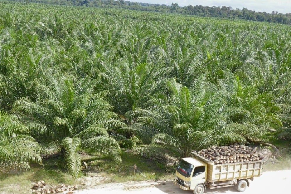 Petani Desak Mandatori Peremajaan Sawit Rakyat, Ini Alasannya!