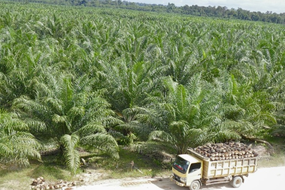 Petani Sawit Klaim Harga TBS Cenderung Naik & Stabil Sejak RI Punya Bursa CPO