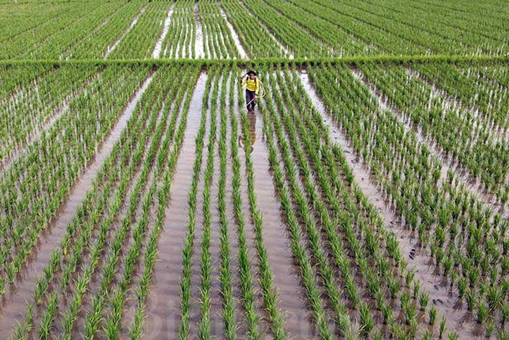 Produksi Beras Anjlok, Bisnis Penggilingan Padi di Garut Terpukul