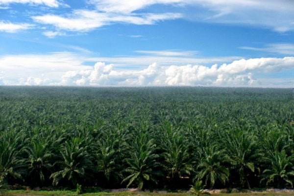 Sampoerna Agro (SGRO) Gelar RUPS Hari Ini, Cek Kisi-Kisi Dividennya