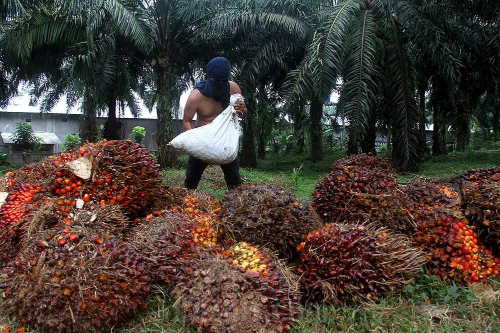 BPDPKS Punya Tugas Baru, Pengusaha Waswas Produksi Sawit RI Mandek