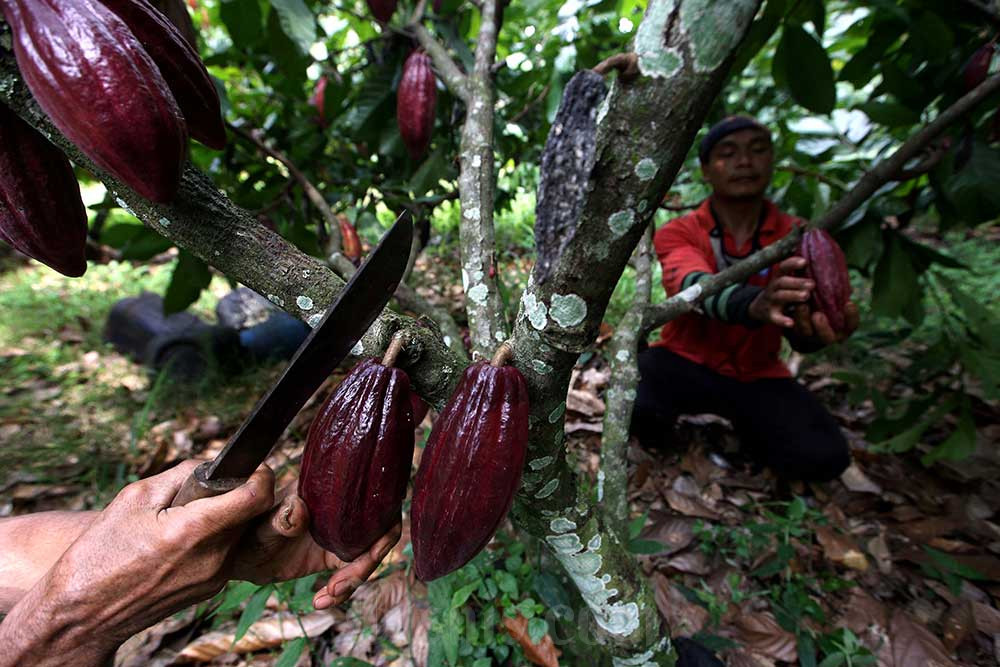 RI Terancam Jadi Negara Importir Kakao hingga Investor Cabut