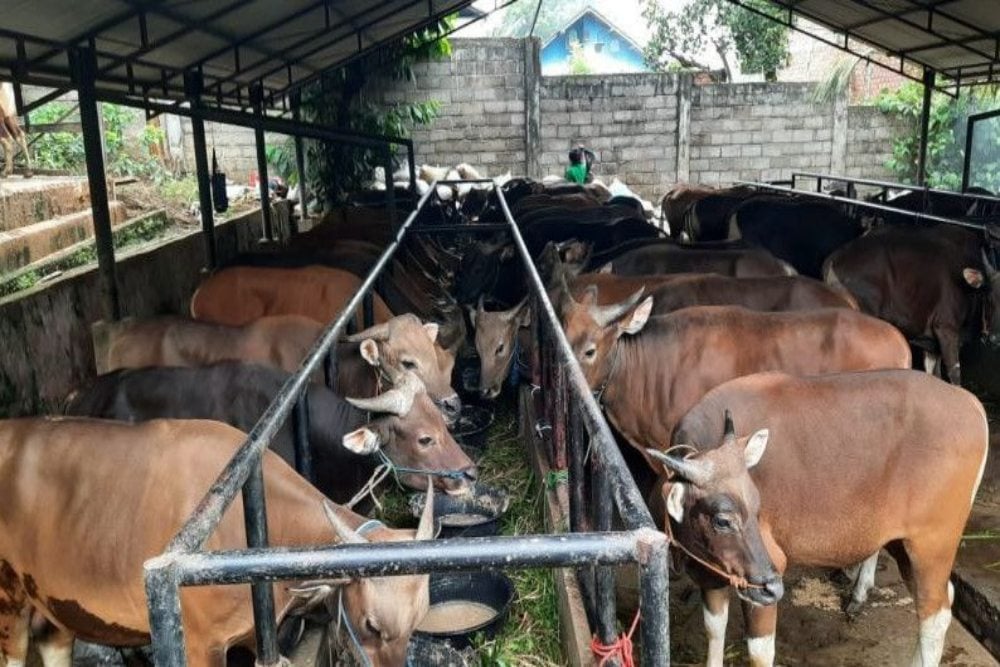 Wirausaha Diajak Terapkan Konsep Unik Peternakan Sapi Perah Kooperatif