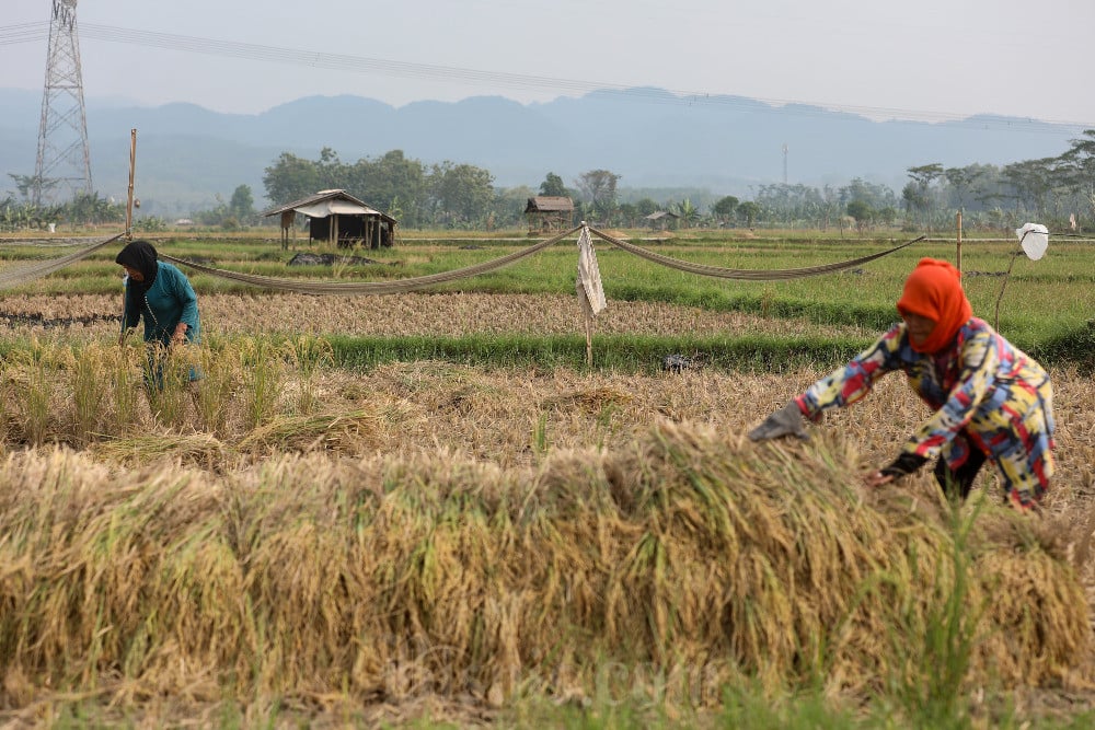 Bos Bulog Ingatkan Musim Panen Padi Mundur, Stok Beras RI Terancam?