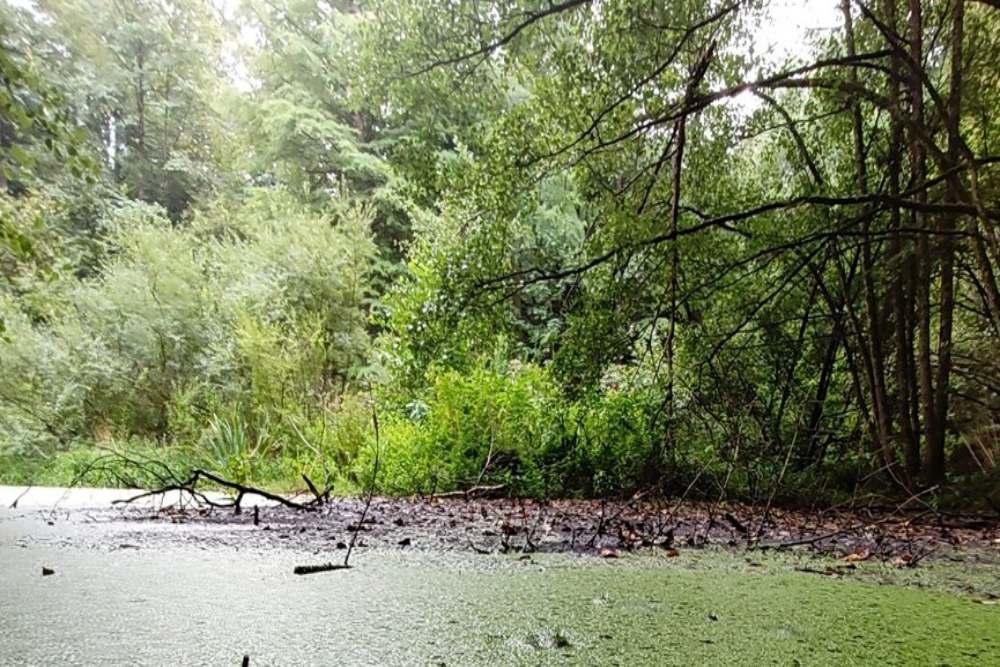 Deretan Hutan Paling Angker di Dunia, Ada Penampakan Hantu hingga UFO