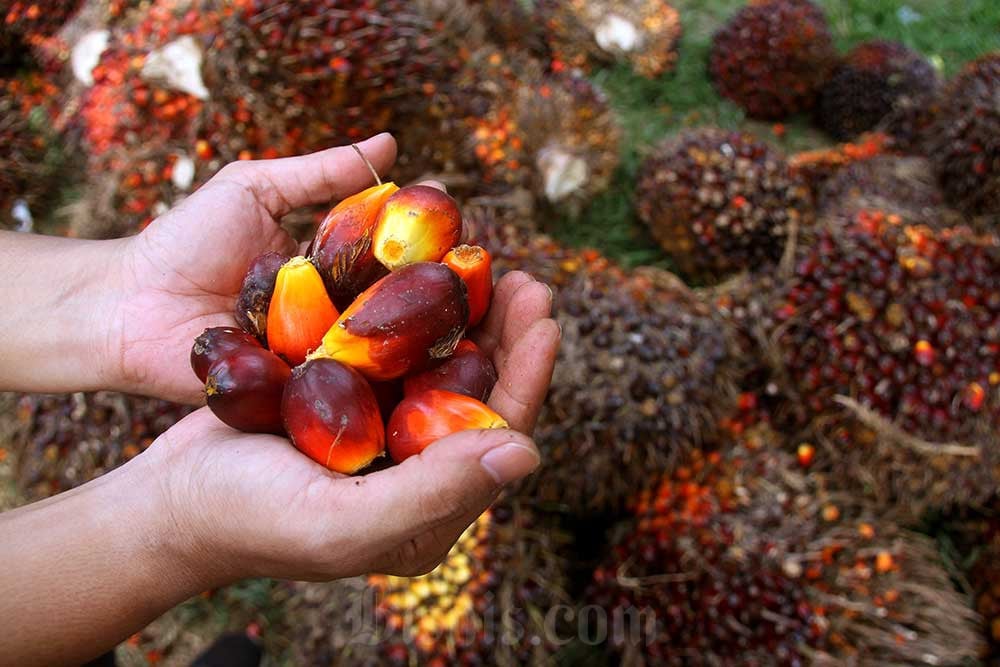 Indonesia Percepat Biodisel Sawit B40, Targetkan Masuk B50