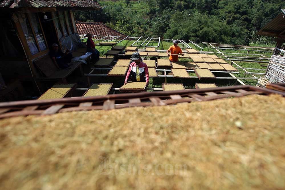 Petani Tembakau Tolak PP Kesehatan, Serapan Tenaga Kerja Terancam Susut