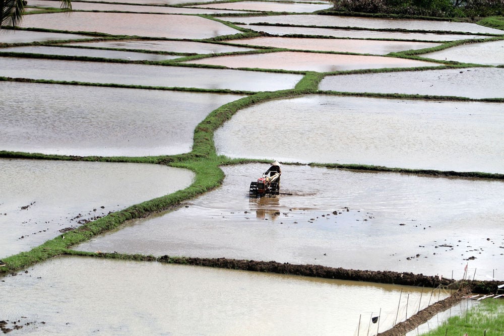 Terungkap! Ini Alasan Jumlah Petani di RI Semakin Berkurang