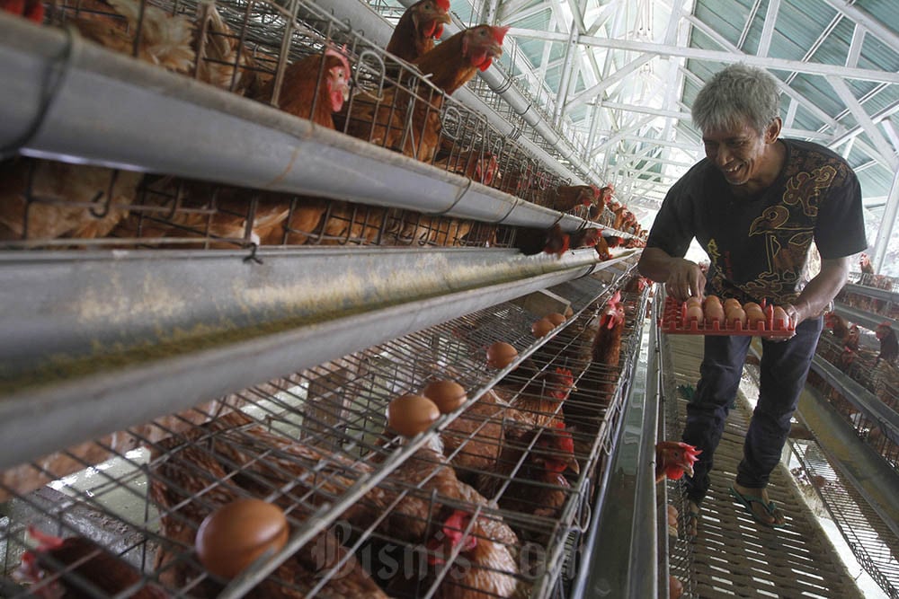 Badan Pangan Nasional Umumkan Harga Telur Ayam Naik dan Beras Turun per 15 September 2024