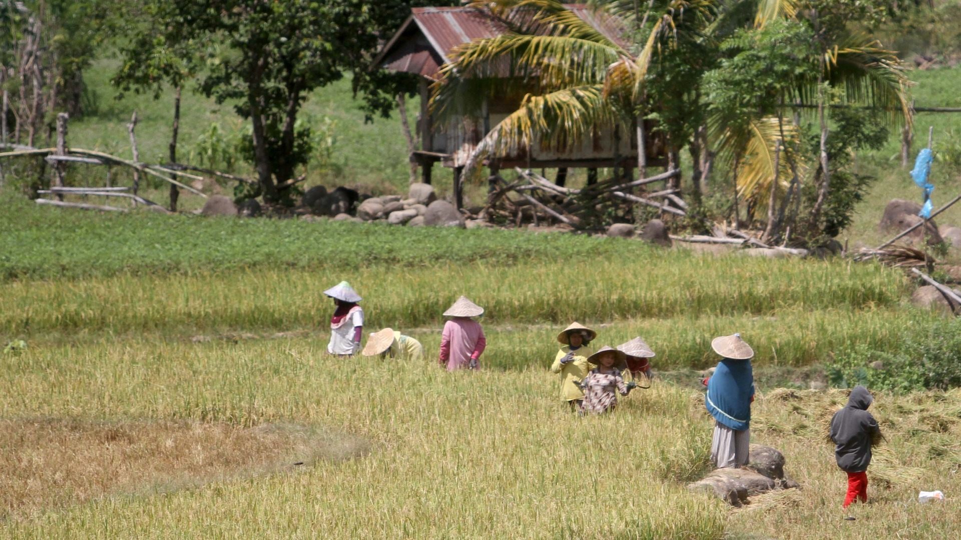 Ironi Negeri Agraris: Harga Beras Mahal, Pendapatan Petani Kecil