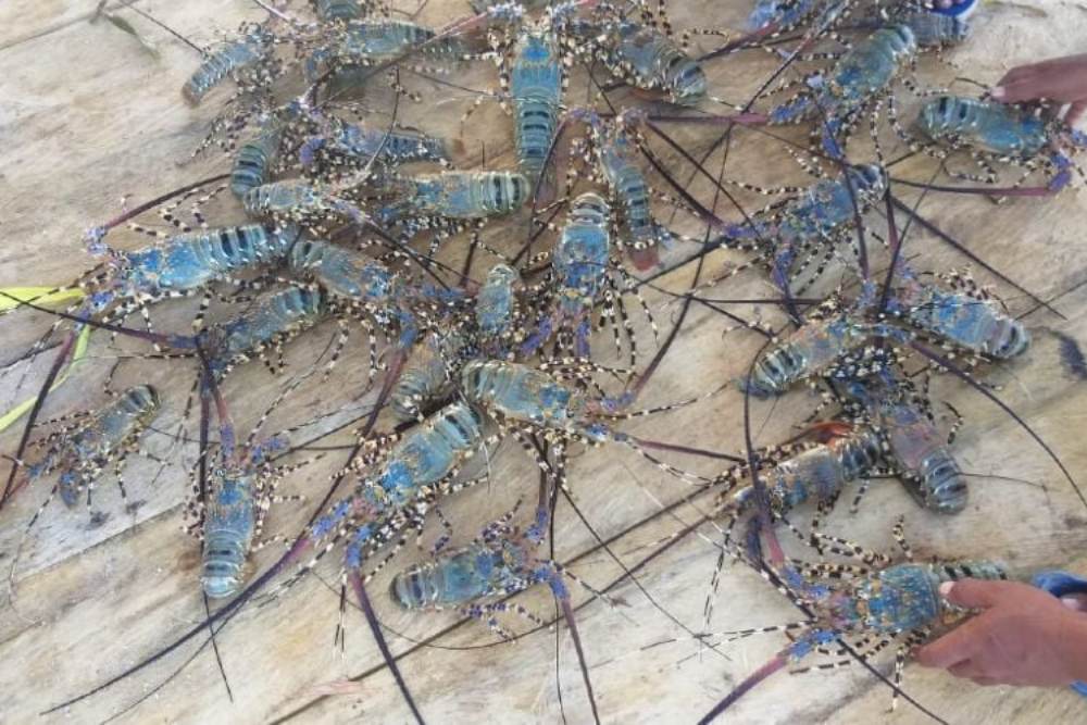 KKP Gagalkan Penyelundupan Ribuan Ekor Benih Lobster Senilai Rp7,4 Miliar