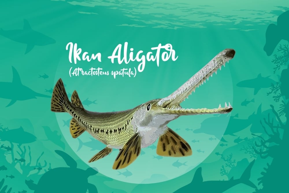 Terungkap! Ini Alasan Ikan Alligator Gar Dilarang Dipelihara di Indonesia