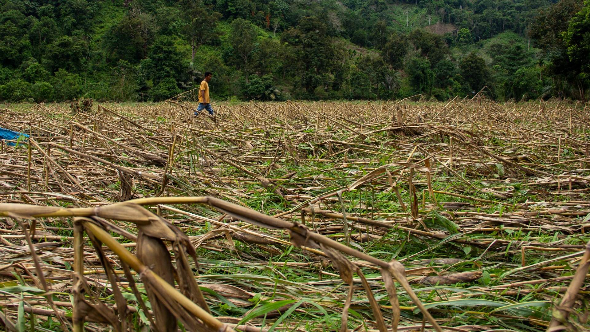 Alarm Komoditas Pangan dari Gagal Panen Gula dan Jagung