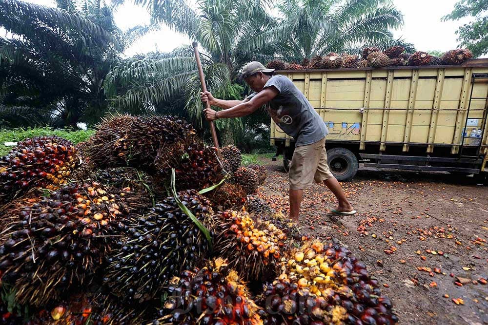 BPDPKS Buka Suara soal Pembentukan Badan Pengelola Dana Perkebunan