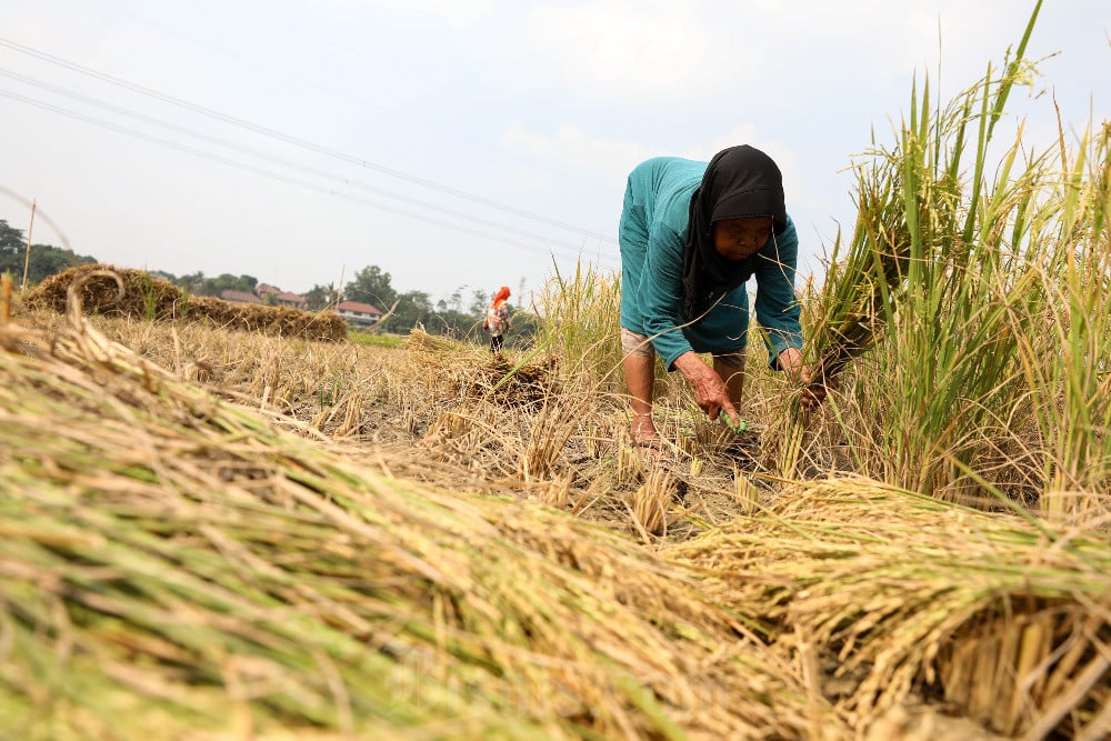 BPK Ungkap Biang Kerok Harga Komoditas Pangan Meroket