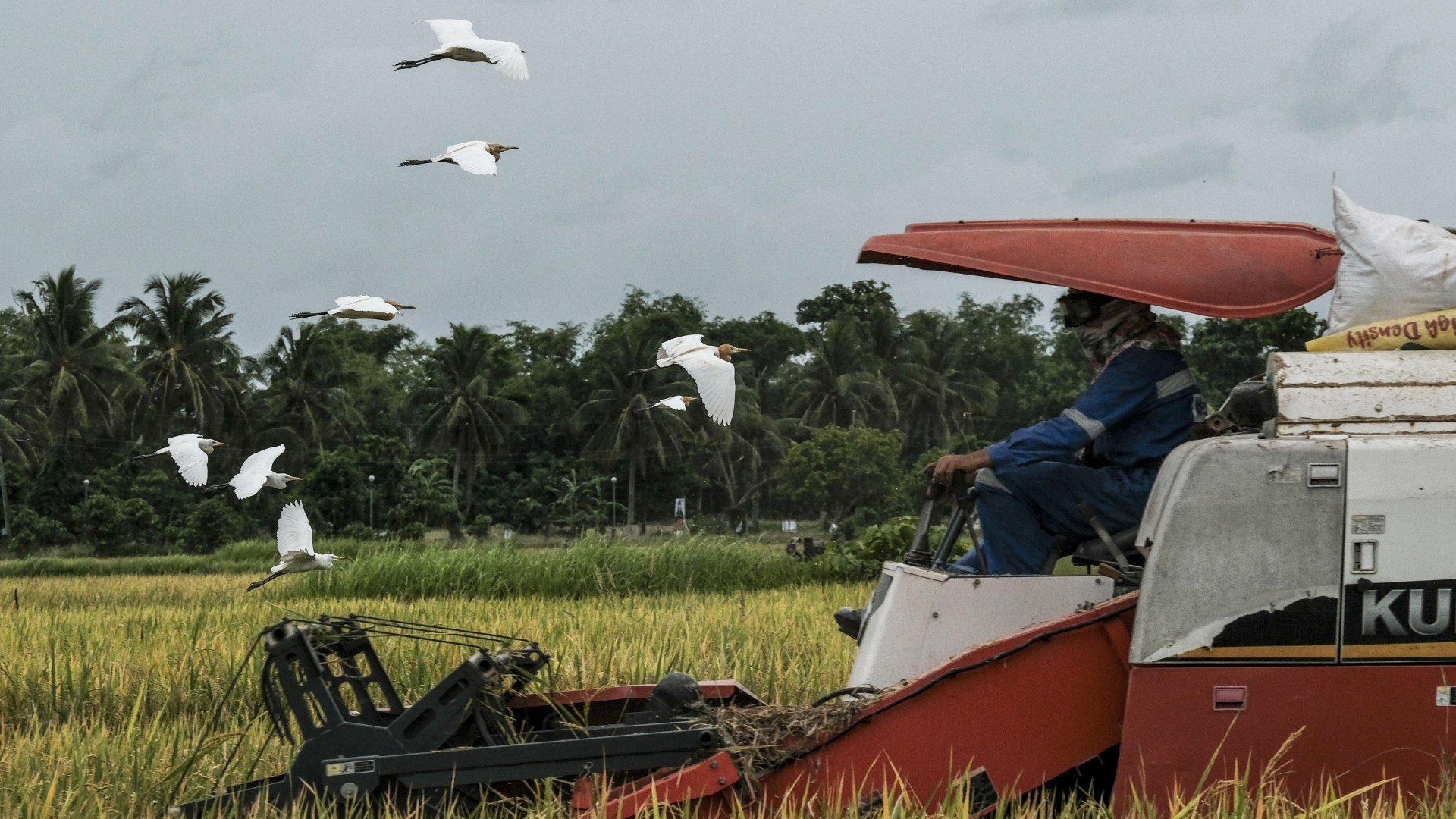 Menilik Asa Swasembada Pangan Prabowo di Tengah Banjir Impor Beras