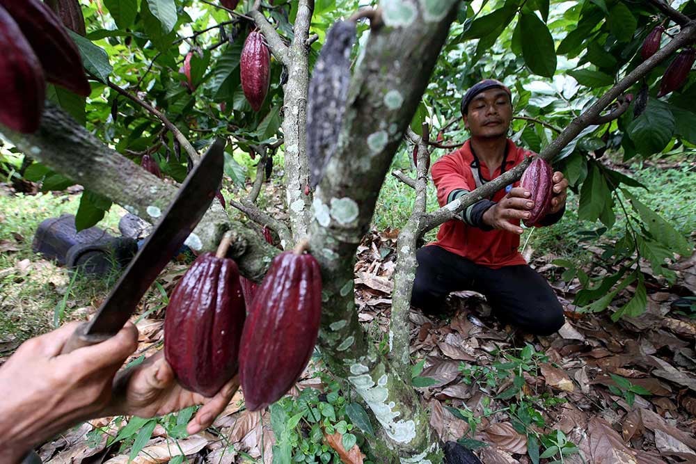 Pemerintah Bentuk Badan Pengelola Dana Perkebunan untuk Kakao Cs, Begini Kata Industri