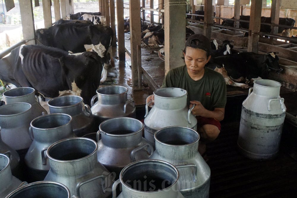 Produksi Susu Tak Mampu Penuhi Kebutuhan Nasional, Impor Jadi Solusi?