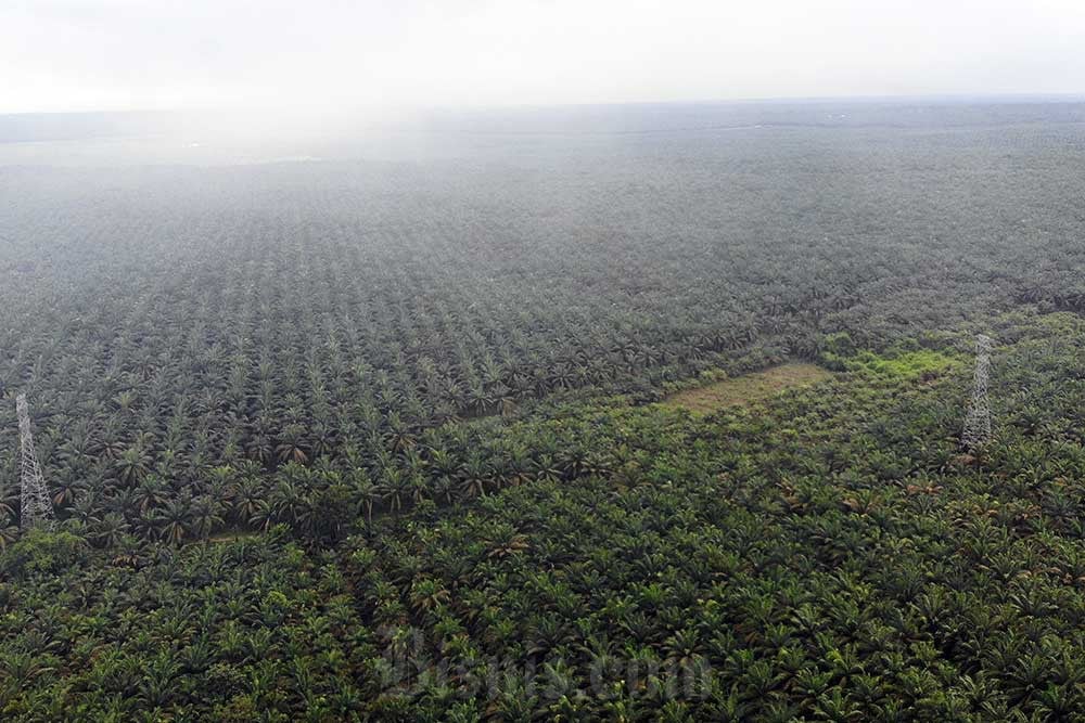 UU Anti Deforestasi Ditunda, Pengusaha Sawit Sebut akan Lakukan Pembenahan