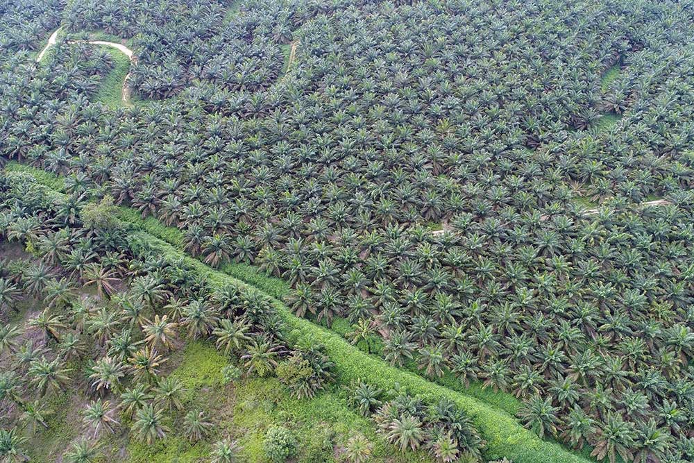 Dana Replanting Naik Jadi Rp60 Juta, BPDPKS Optimistis Produksi CPO Meningkat