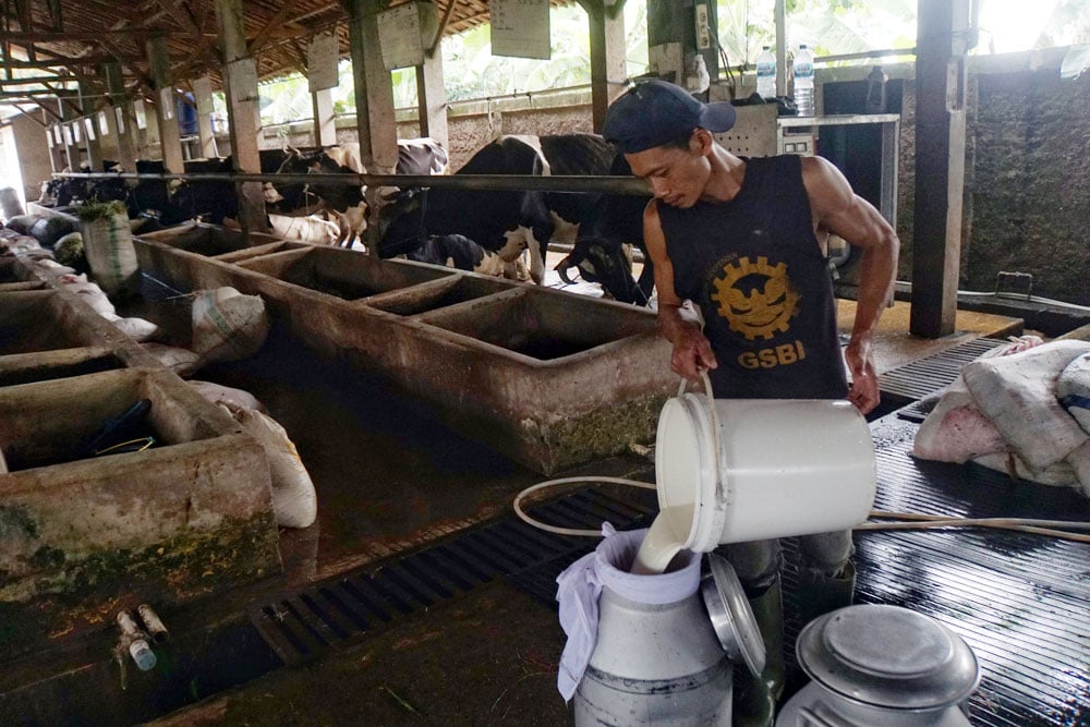 Heboh Industri Susu Keluhkan Kualitas dari Peternak, Bagaimana Solusinya?