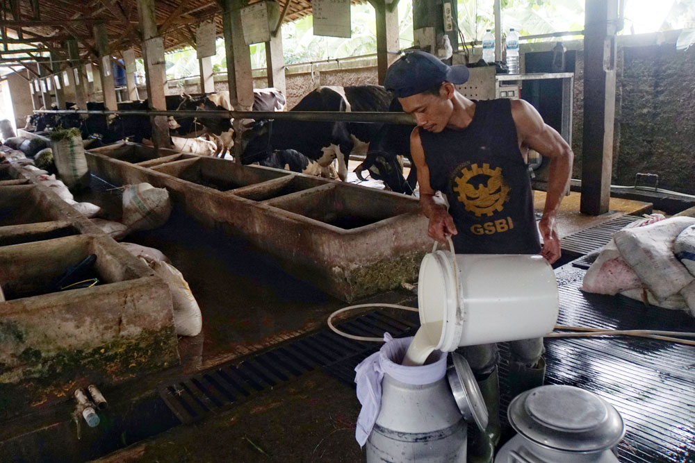 Impor Susu RI Bebas Bea Masuk Sehingga Murah, Ini Kata Anak Buah Sri Mulyani