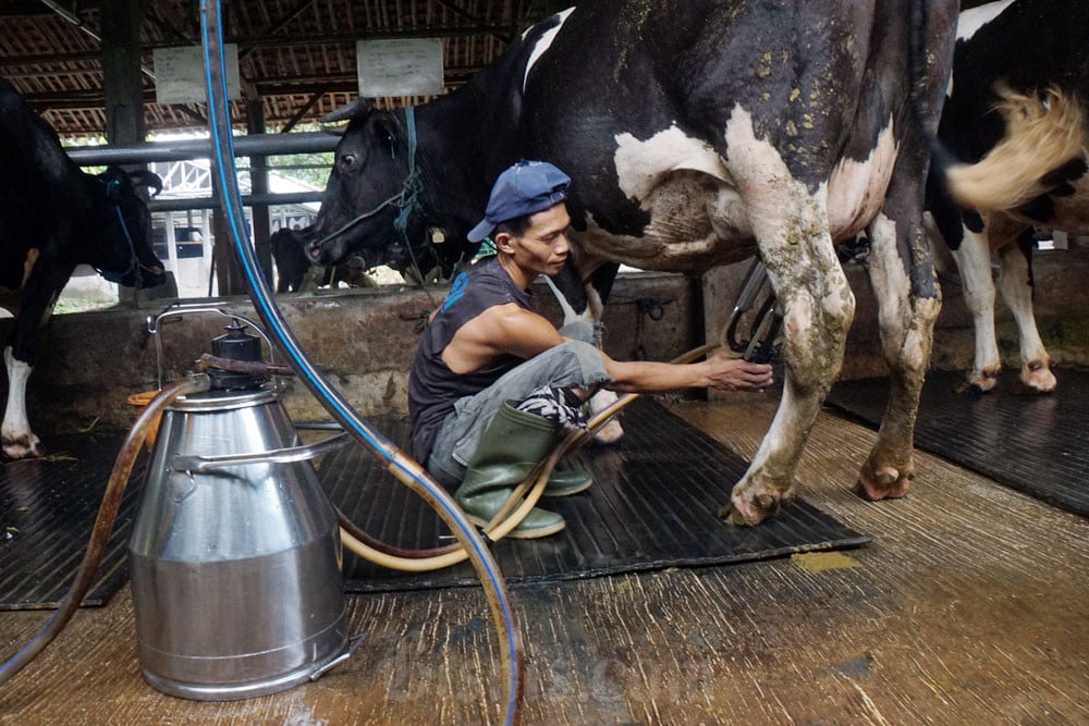 Industri Blak-blakan Penyebab Susu Peternak Lokal Tak Terserap