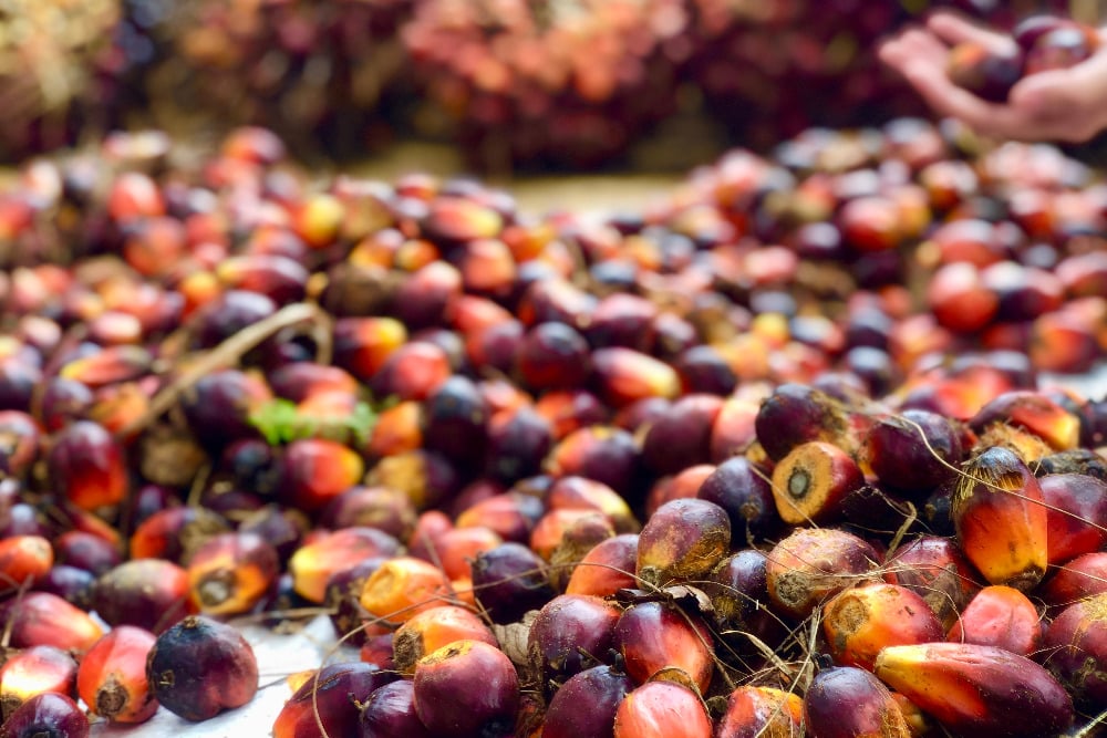 Jawara Laba Paling Tebal Emiten CPO, Ada SMAR dan SIMP