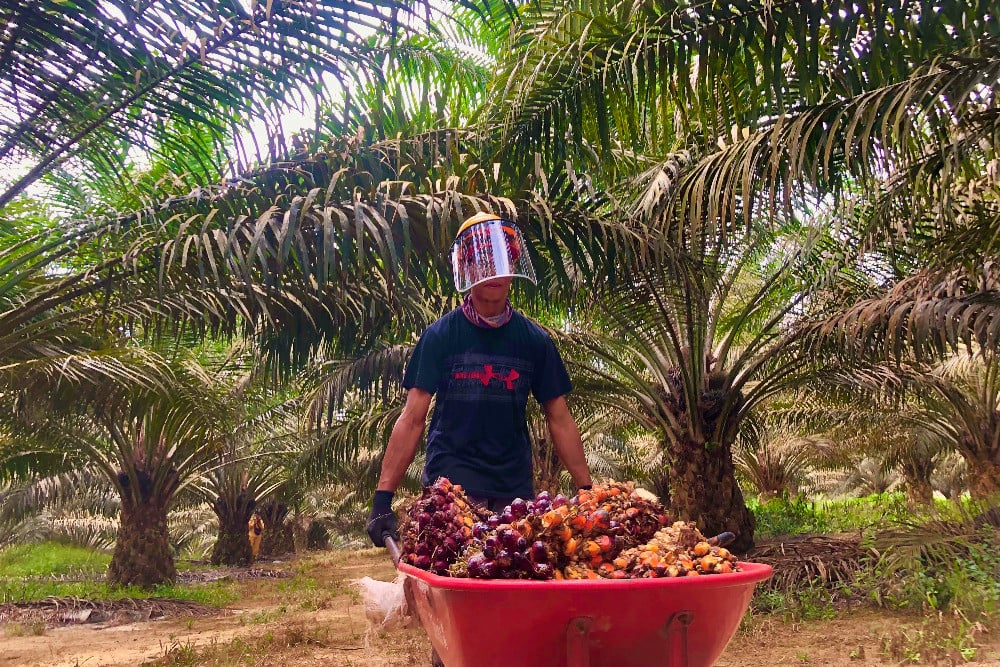 Makan Langsung Kelapa Sawit Disebut Bisa Cegah Stunting