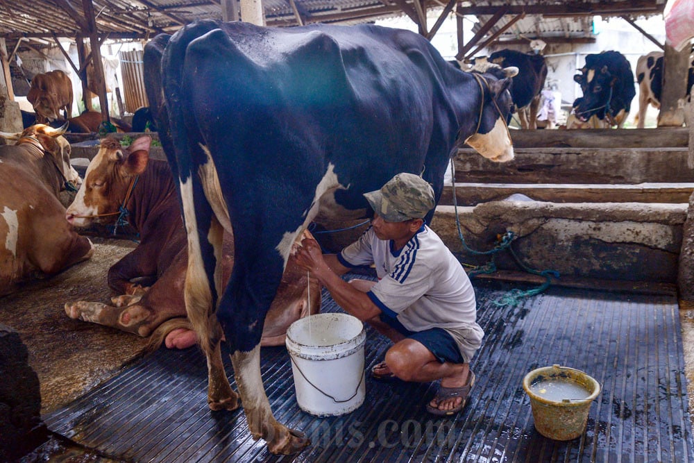 Pemerintah Godok Aturan yang Wajibkan Industri Serap Susu Lokal