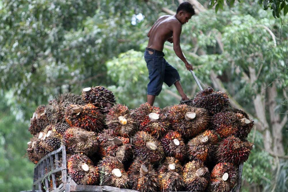 Pengusaha Was-was Komoditas CPO Bakal Ditinggalkan Seperti Karet