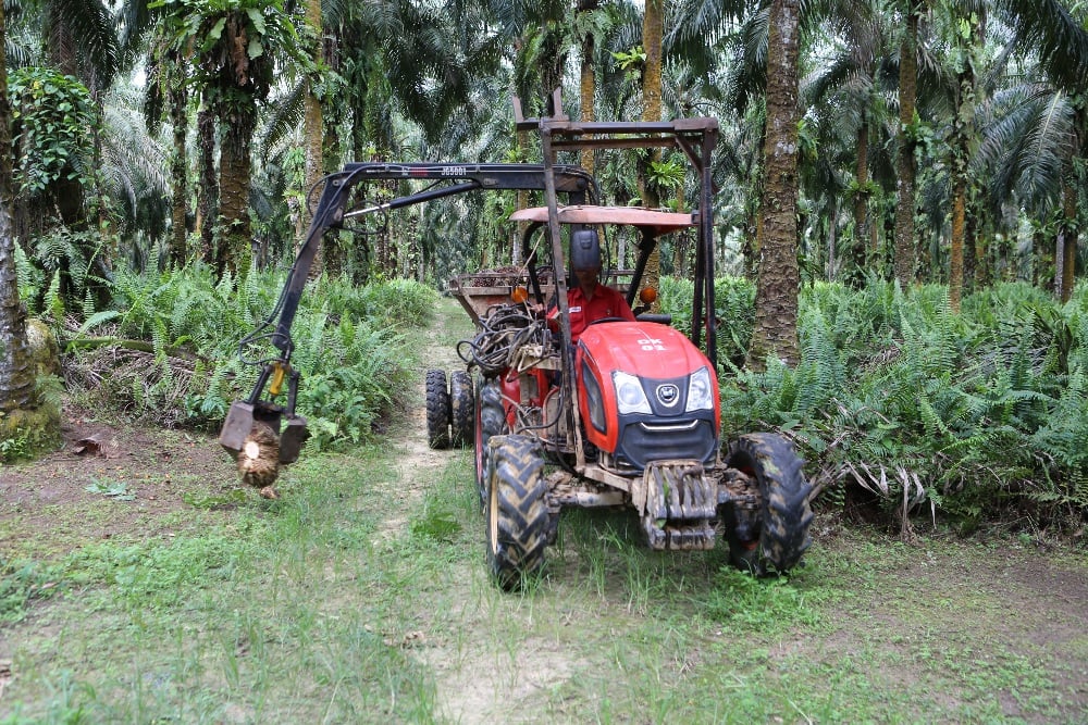 Saham Emiten CPO Pilihan di Musim Hujan, Ada DNSG dan STAA