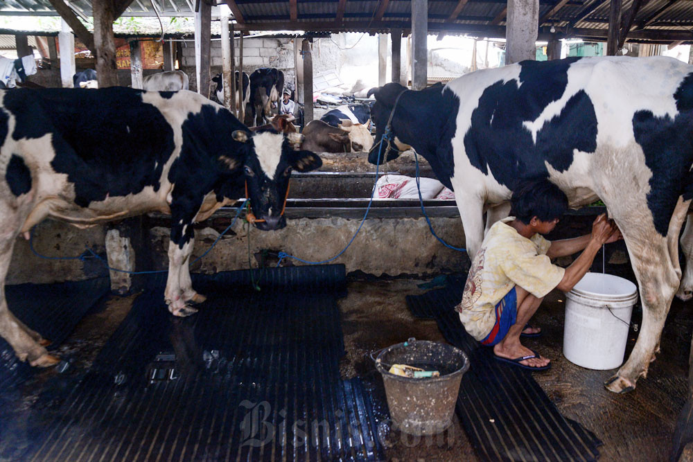 Terungkap! Biang Kerok Industri Ogah Serap Susu dari Peternak Lokal