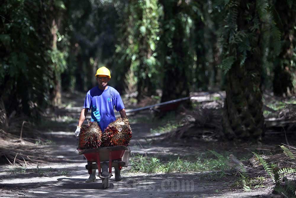 Usul CPO Masuk Program MBG, Gimni: Minyak Sawit Mirip Air Susu Ibu